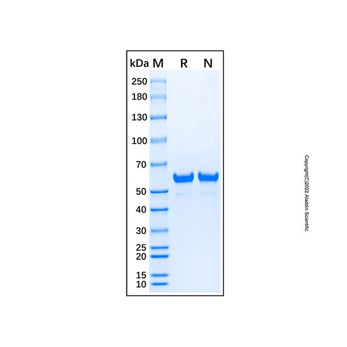 Recombinant Photinus pyralis Luciferase Protein