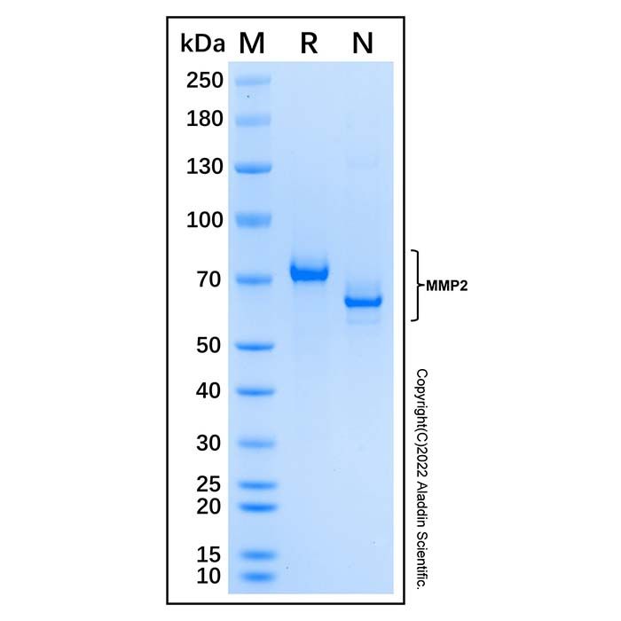 Recombinant Mouse MMP-2 Protein