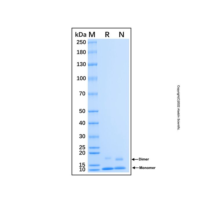 Recombinant Human PF4V1 Protein 