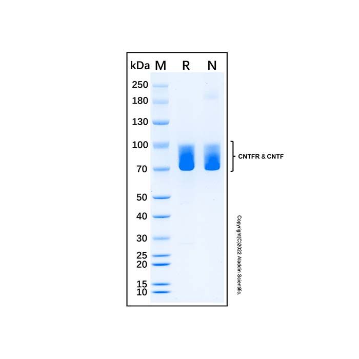 Recombinant Human CNTFR/CNTF Complex Protein