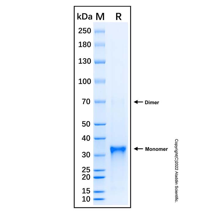 Recombinant Human CTGF/CCN2 Protein