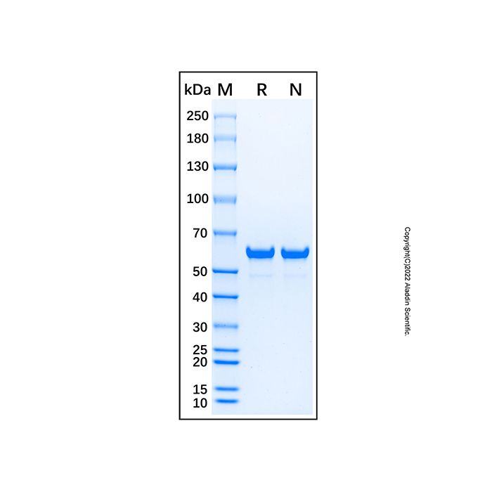 Recombinant Photinus pyralis Luciferase Protein