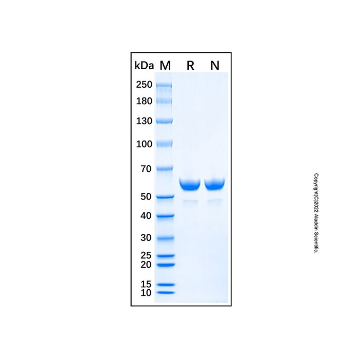 Recombinant Photinus Pyralis Luciferase Protein