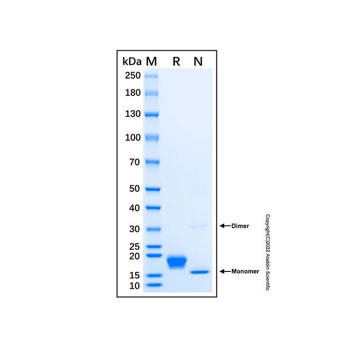 Recombinant Human IFN-alpha H2/IFNA14 Protein