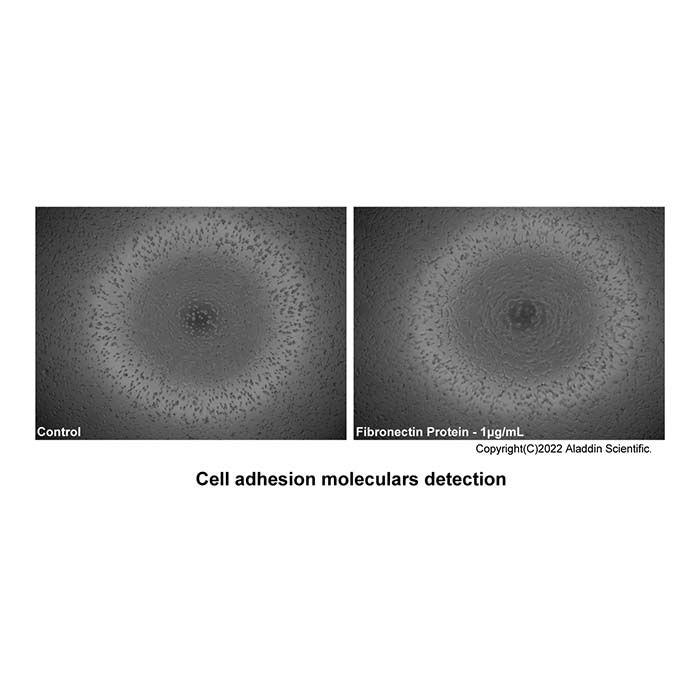 Recombinant Human Fibronectin Protein