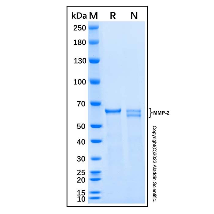 Recombinant Mouse MMP-2 Protein