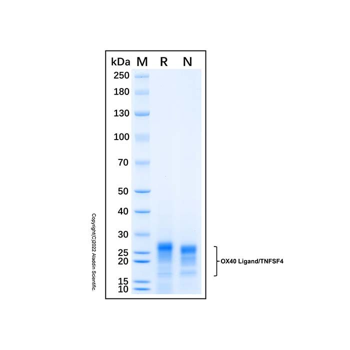 Recombinant Human OX40 Ligand/TNFSF4 Protein