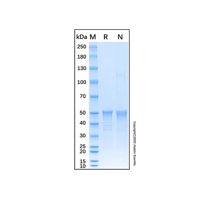 Recombinant Mouse DNMT1 Protein