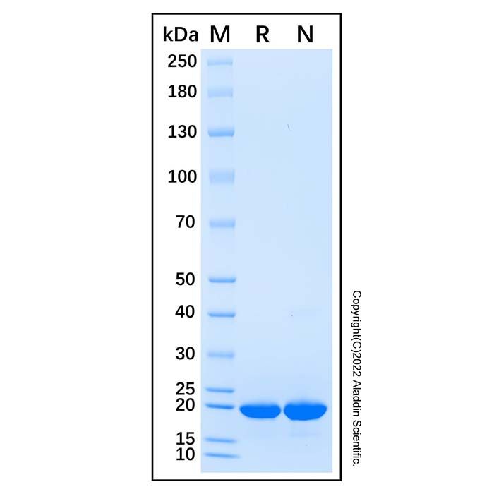 Recombinant Human FGF14/FHF4 Protein