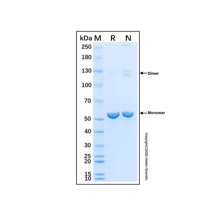Recombinant Human GITR Ligand/TNFSF18 Protein