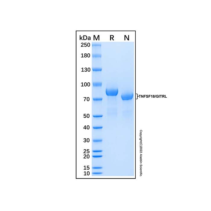 Recombinant Human GITR Ligand/TNFSF18 Protein