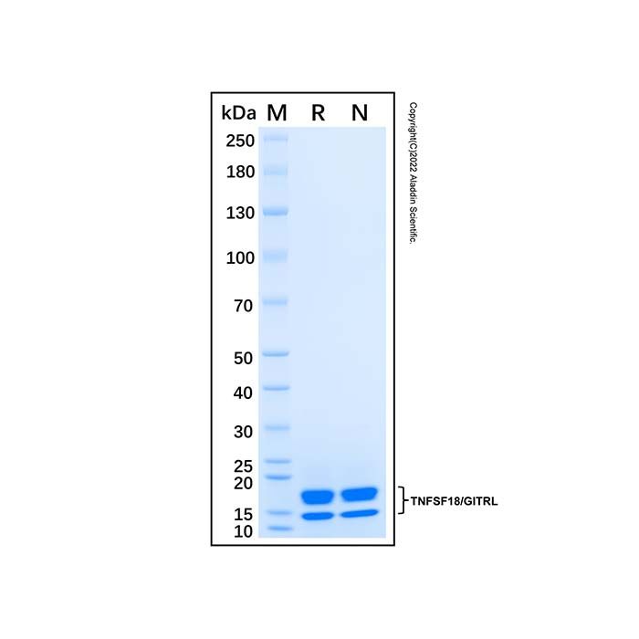 Recombinant Human GITR Ligand/TNFSF18 Protein