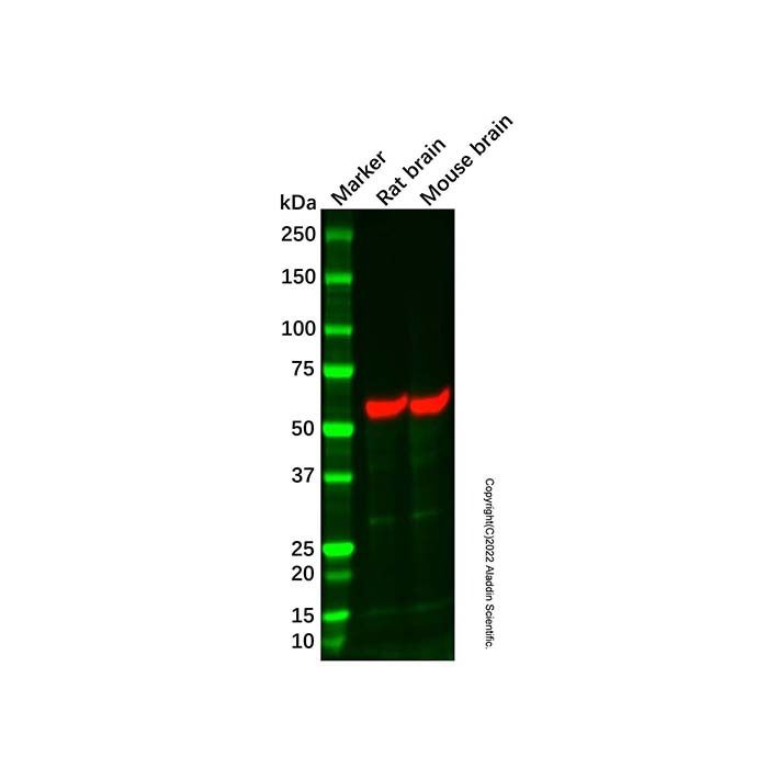 Mouse brain tissue lysate - total protein