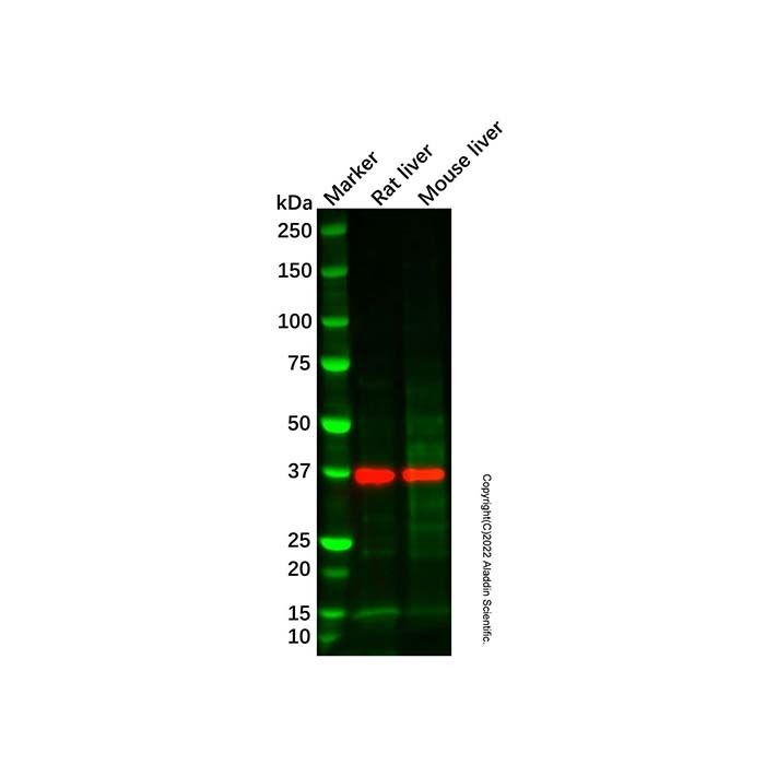 Rat liver tissue lysate - total protein
