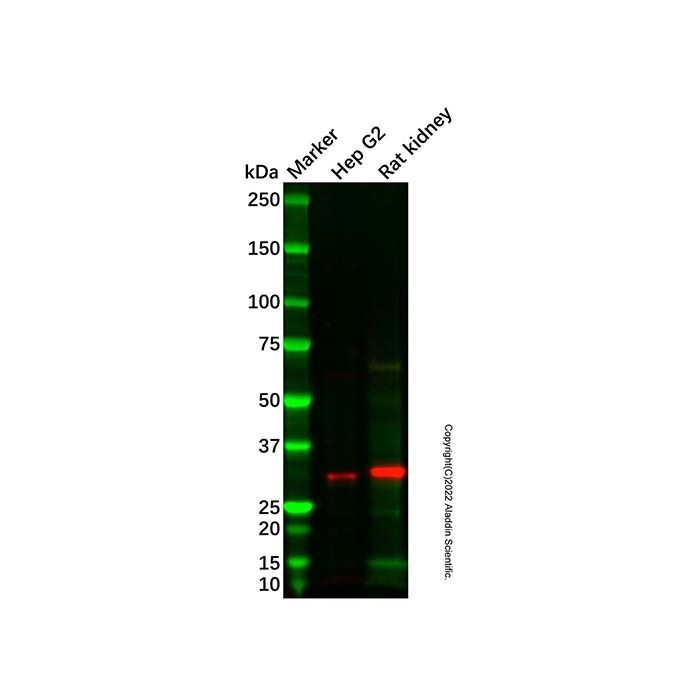Rat kidney tissue lysate - total protein