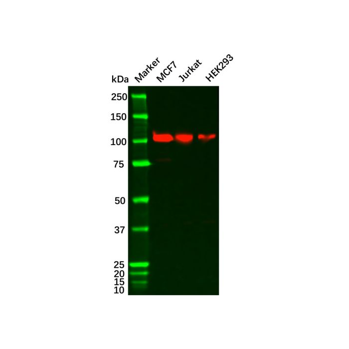 NOTCH1 Antibody