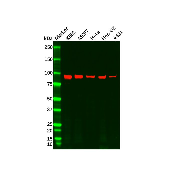 Recombinant Argonaute-2 Antibody