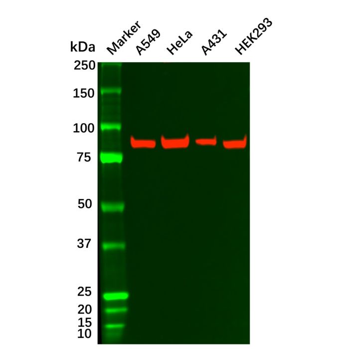 Recombinant IKK beta Antibody
