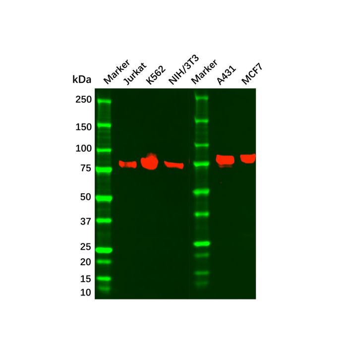 Mre11 Mouse mAb