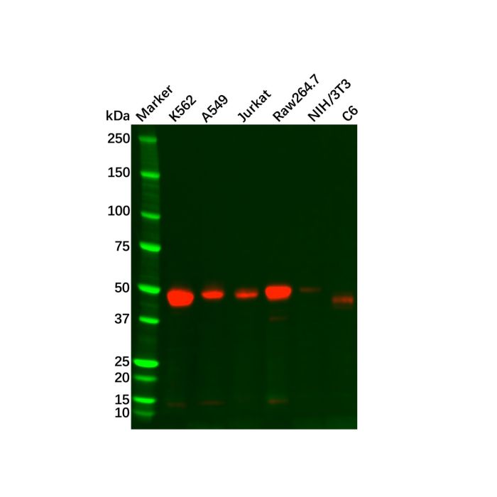 Recombinant TGF beta 1 Antibody