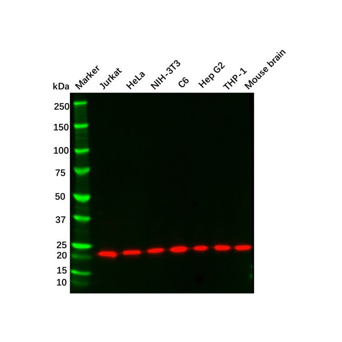 Recombinant CDC42 Antibody
