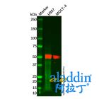 CD4 Mouse mAb