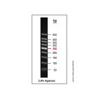 Gelred-prestained DNA Ladder (50-500bp)