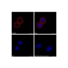 Goat Anti-Human IgG (TRITC)