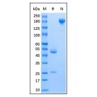 Mouse Anti-Human IgE epsilon chain Antibody
