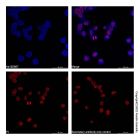 Goat Anti-Human IgG (AF405)