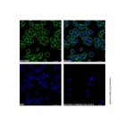 Goat Anti-Human IgG (AF488)
