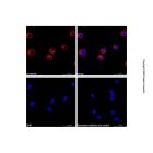 Goat Anti-Human IgG (AF555)