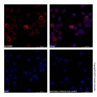 Goat Anti-Human IgG (AF647)
