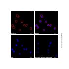 Goat Anti-Human IgG Fc (TRITC)