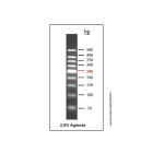 DNA Ladder (50-500bp)