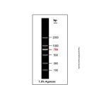 Gelred-prestained DNA Ladder (100-2000bp)