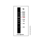 Gelred-prestained DNA Ladder (250-10000bp)