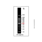 Gelred-prestained DNA Ladder (100-1500bp)