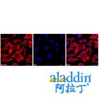 Goat Anti-Mouse IgG H&L (Biotin)
