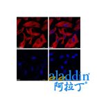Goat Anti-Mouse IgG H&L (Cy5)