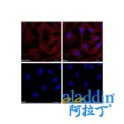 Goat Anti-Rabbit IgG H&L (Biotin)