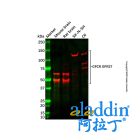 Recombinant GPCR GPR37 Antibody