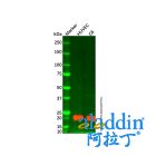 Caveolin-1 Mouse mAb