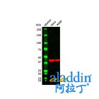 Goat Anti-Mouse IgG H&L (HRP)
