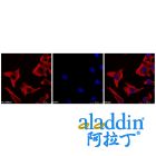 Goat Anti-Mouse IgG H&L (TRITC)