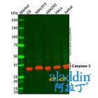 Caspase 3 Mouse mAb