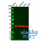 Rabbit Anti-Mouse IgG (HRP)