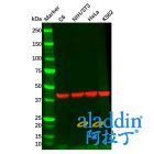 Rabbit Anti-Mouse IgG (Biotin)