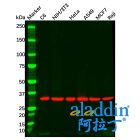 Goat Anti-Rabbit IgG H&L (Biotin)