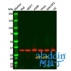 Goat Anti-Rabbit IgG H&L (HRP)